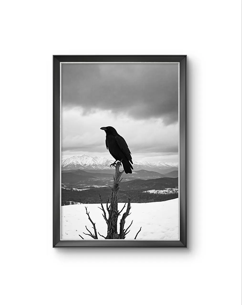 Bonaque - The Watchful Raven — Fotografie Kunstdruck von Bonaque