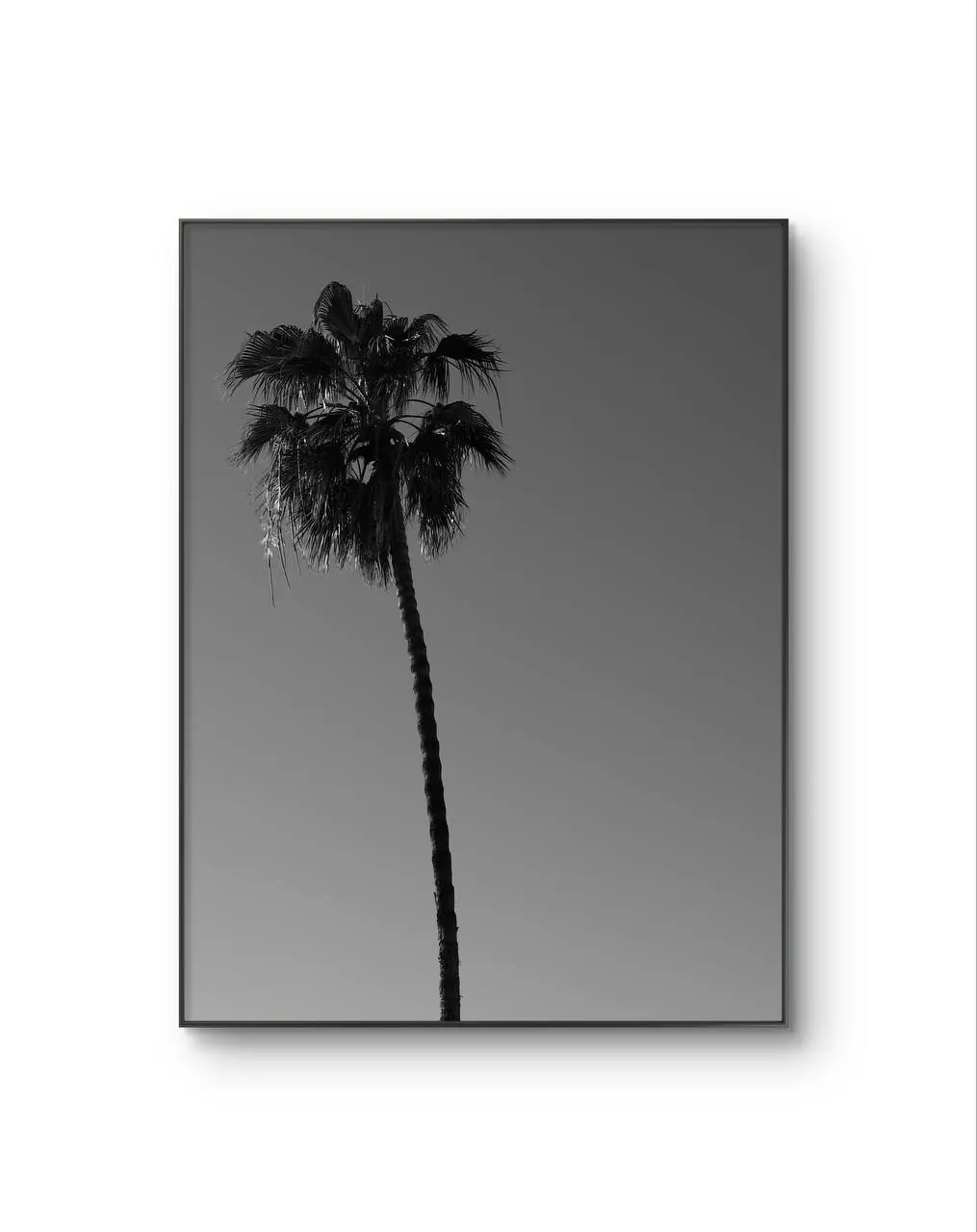 Serena -  Solitary Palm — Fotografie Kunstdruck von Serena