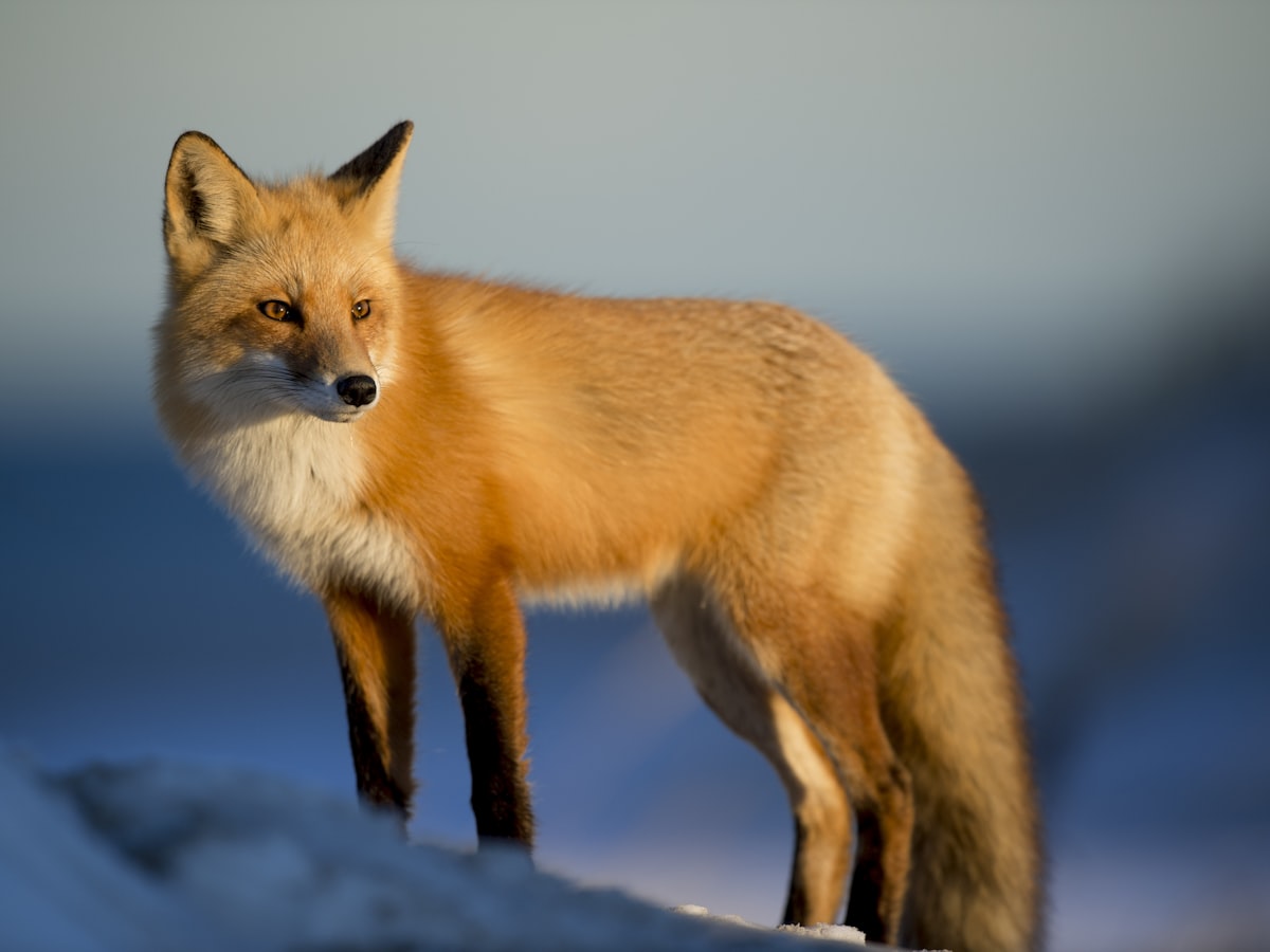 Tierwelt